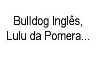 Logo Bulldog Inglês, Lulu da Pomerania, Spitz Alemão Filhotes Disponiveis em Jardim Lindóia